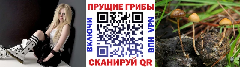 Псилоцибиновые грибы мухоморы  где купить наркоту  kraken ONION  Игра 